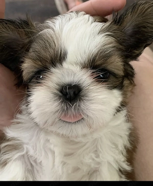 Shih-tzu talie mica 
