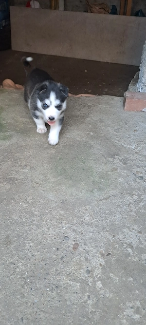 Pui husky  siberian  - imagine 2