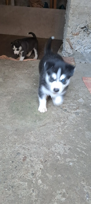 Pui husky  siberian  - imagine 3