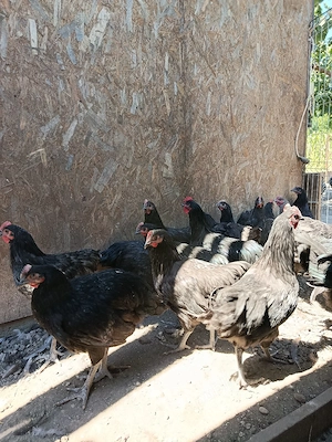 Cocosi tineri Australorp - imagine 3