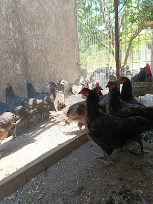 Cocosi tineri Australorp - imagine 4