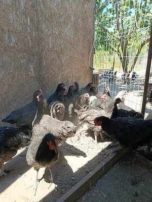 Cocosi tineri Australorp - imagine 5