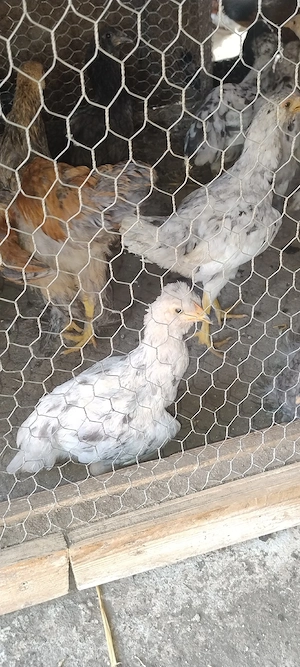 6 găini si 10 pui mari - imagine 2