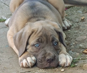 Catelusi cane corso 2 fetite