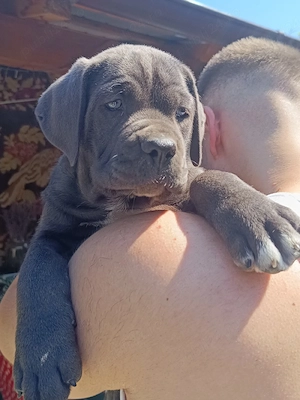 Catelusi cane corso 2 fetite - imagine 2