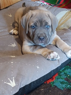 Catelusi cane corso 2 fetite - imagine 3