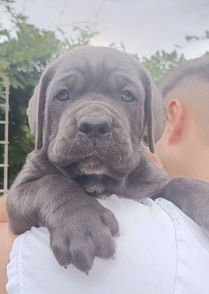 Catelusi cane corso 2 fetite - imagine 4