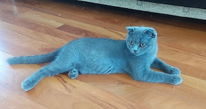 pisici british shorthair si scotish fold