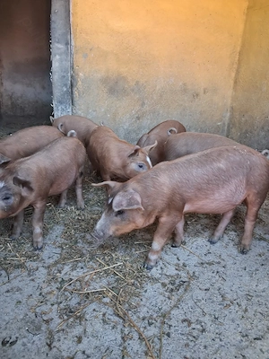 de vanzare 8   purcei de 9 saptămani ofer transport