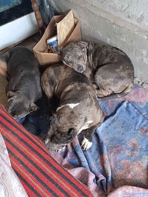 American bully xl