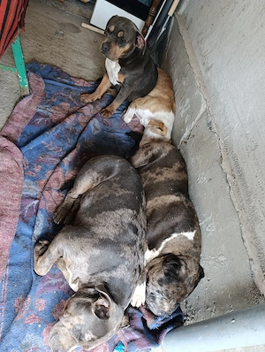 American bully xl - imagine 2