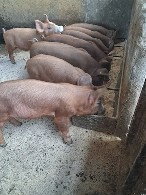 de vanzare 8   purcei de 9 saptămani ofer transport - imagine 4