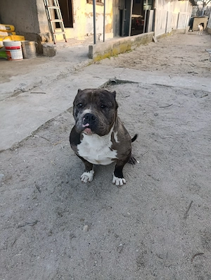American bully xl - imagine 5