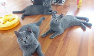 pisici british shorthair si scotish fold