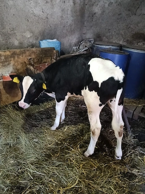 vitel Holstein - imagine 3