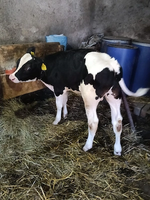 vitel Holstein - imagine 4