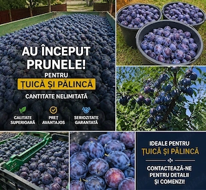     Vând prune proaspăt culese din livadă!