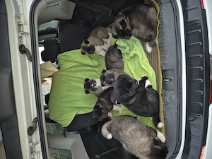 Caută casă  nouă  7 puiuț de Akita Amerikan  - imagine 3