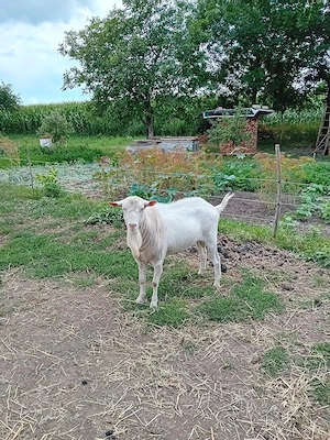 vând țap sannen