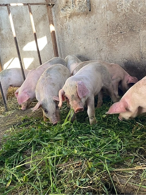 purcei landrace+duroc 6 saptamani - imagine 3
