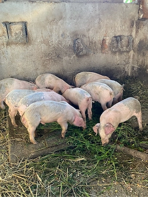purcei landrace+duroc 6 saptamani - imagine 5