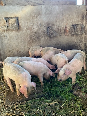 purcei landrace+duroc 6 saptamani - imagine 4