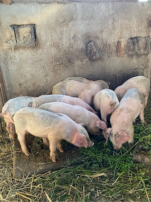 purcei landrace+duroc 6 saptamani - imagine 2