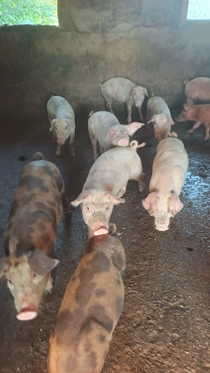 purcei 10 saptamani