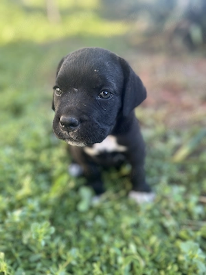 Cane Corso negru - imagine 2