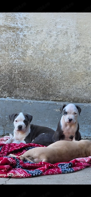 Cautam stapan nou de asta neam plictisit      