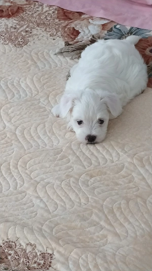 vand catel bichon - imagine 3