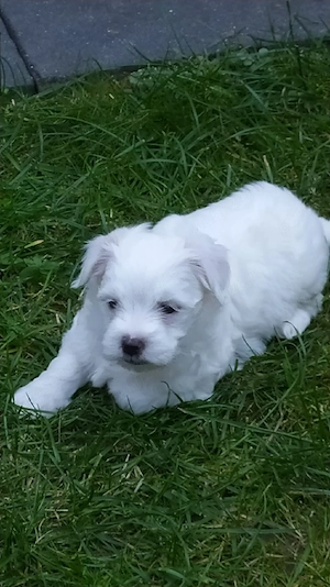 vand catel bichon - imagine 2