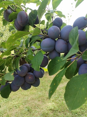 Vând prune en-gros   Producător, județul Buzău