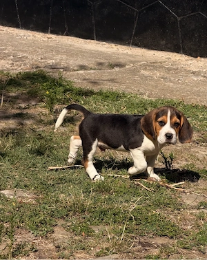 Beagle tricolor- pui - imagine 4