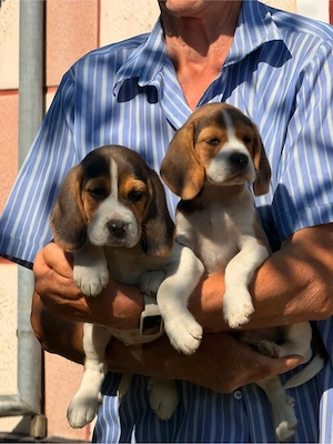 Beagle tricolor- pui - imagine 2
