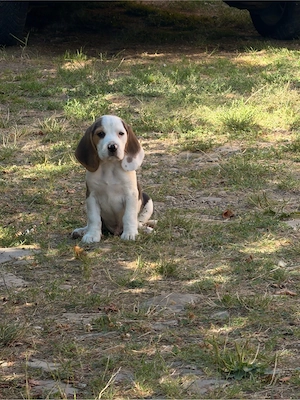 Beagle tricolor- pui - imagine 5