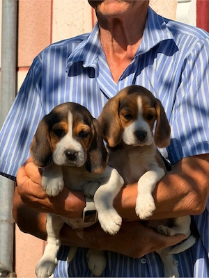 Beagle tricolor- pui - imagine 3