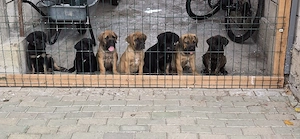 Puiuți Cane Corso 