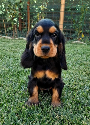 vand fetita Cocker spaniel Black q tan!  - imagine 4