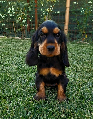 vand fetita Cocker spaniel Black q tan! 