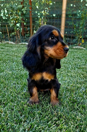 vand fetita Cocker spaniel Black q tan!  - imagine 3