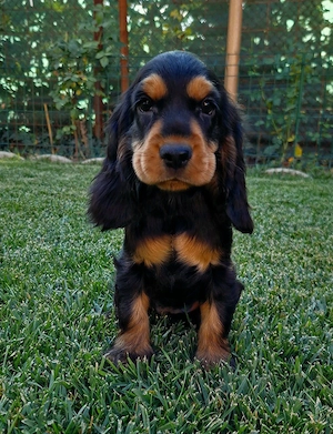 vand fetita Cocker spaniel Black q tan!  - imagine 2