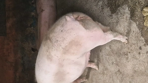 Vând doi porci aproximativ 190 kg bucata! - imagine 3