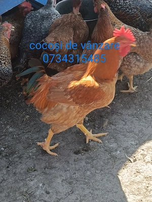 cocosi de vânzarea 