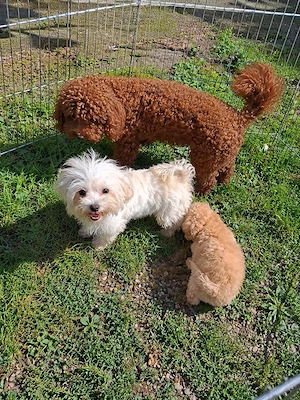 Fetiță Maltipoo de vânzare. 