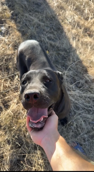Femela metis Labrador ( 3 ani)  - imagine 2