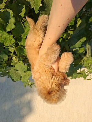 Fetiță Maltipoo de vânzare.  - imagine 4