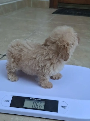 Fetiță Maltipoo de vânzare.  - imagine 2