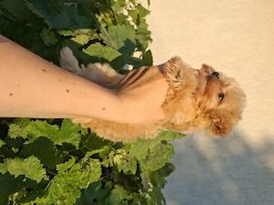 Fetiță Maltipoo de vânzare.  - imagine 3