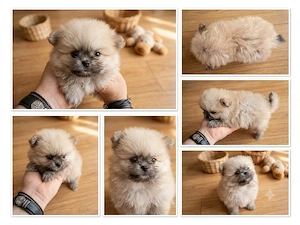 pomeranian mascul